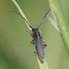 Phytoecia icterica